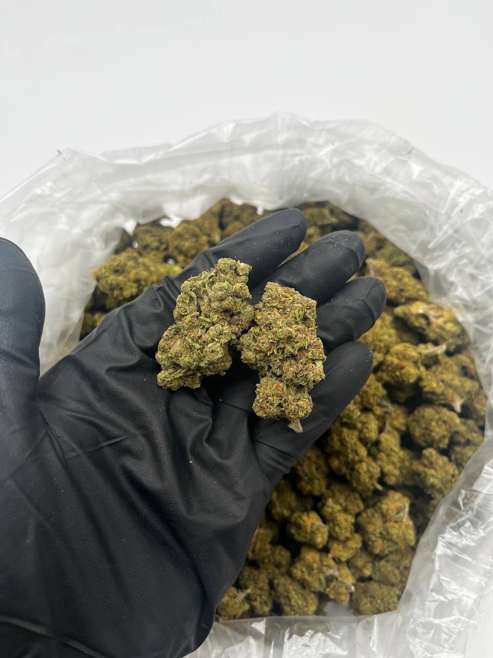 Buy Gelato 41 Online | Top Quality Gelato 41 For Sale