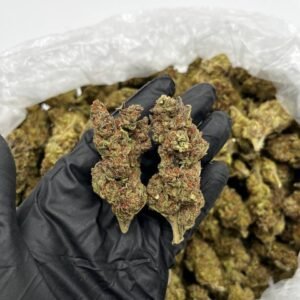 Buy Granddaddy Purple Online | Top Quality Indica Strain