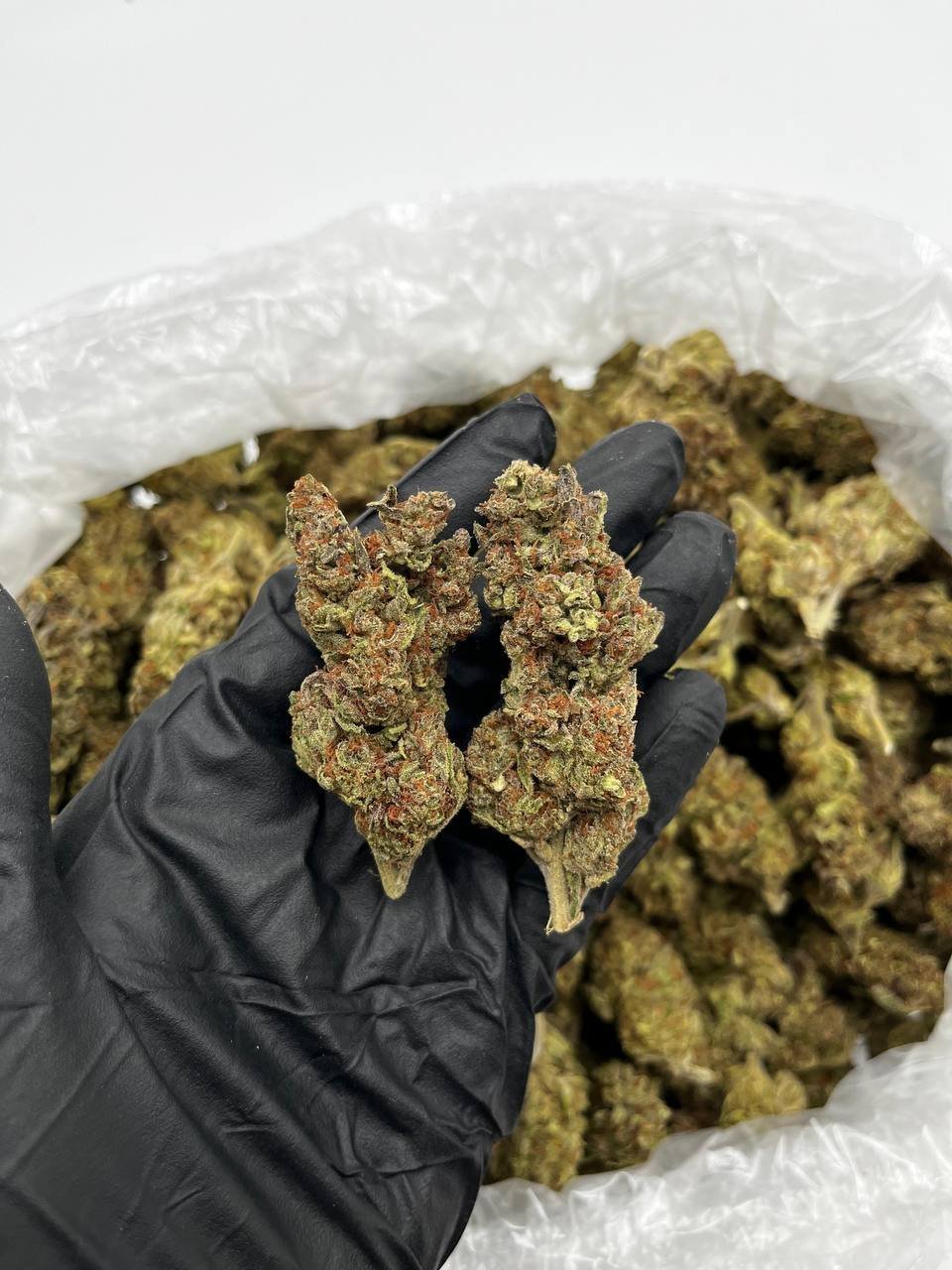Buy Granddaddy Purple Online | Top Quality Indica Strain
