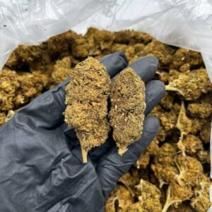 Buy Cookies & Cream Online – Top Quality Hybrid For Sale