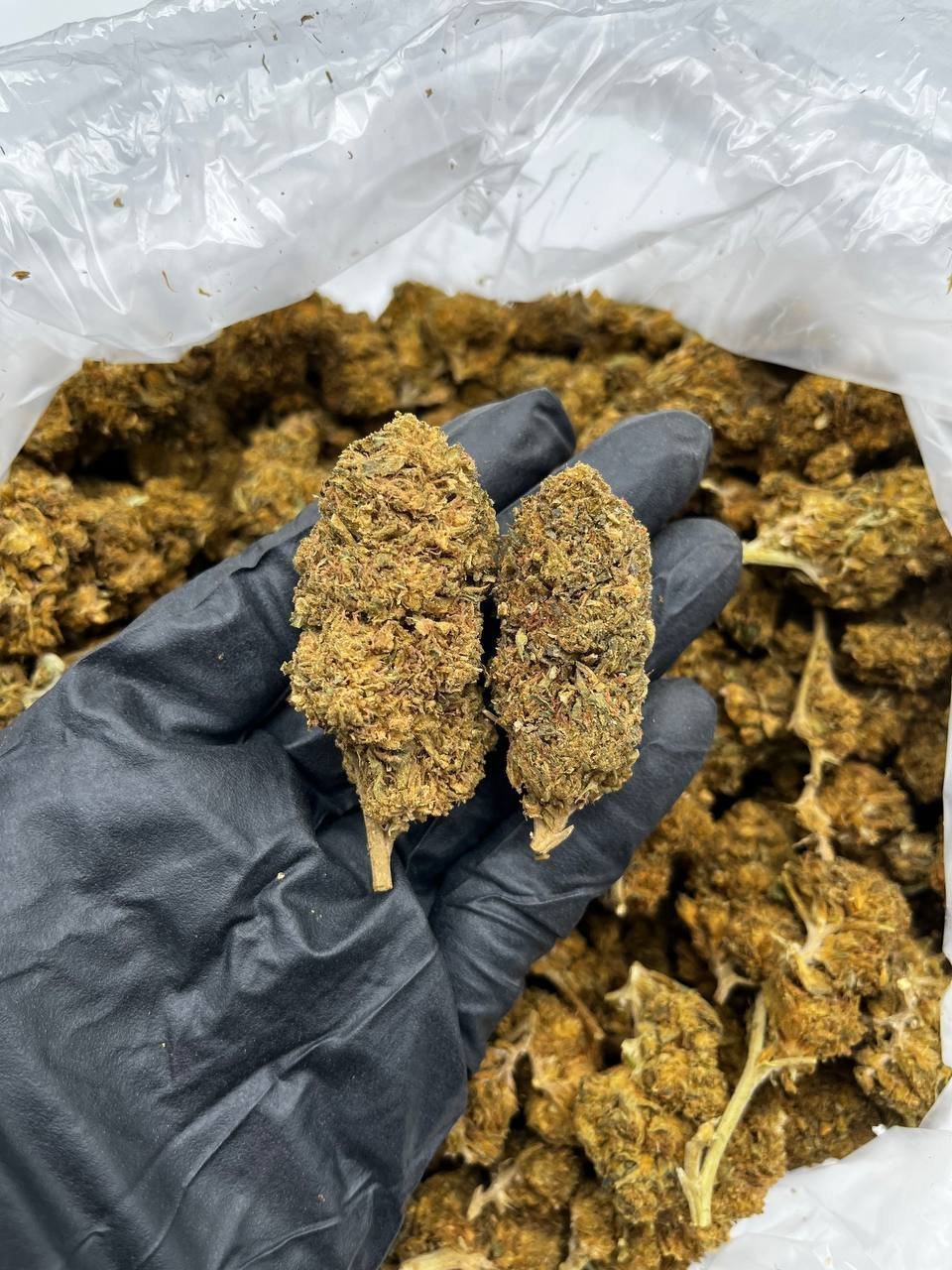 Buy Cookies & Cream Online – Top Quality Hybrid For Sale