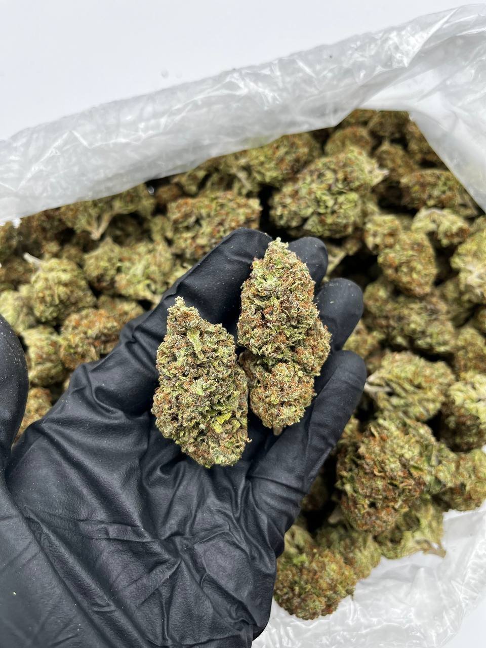 Buy Tropical Cherry Online | Premium Flower For Sale